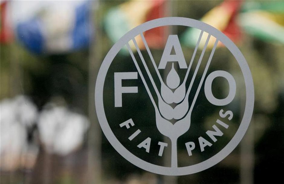Συναγερμός FAO για μετάδοση πανώλης χοίρων στην Ασία