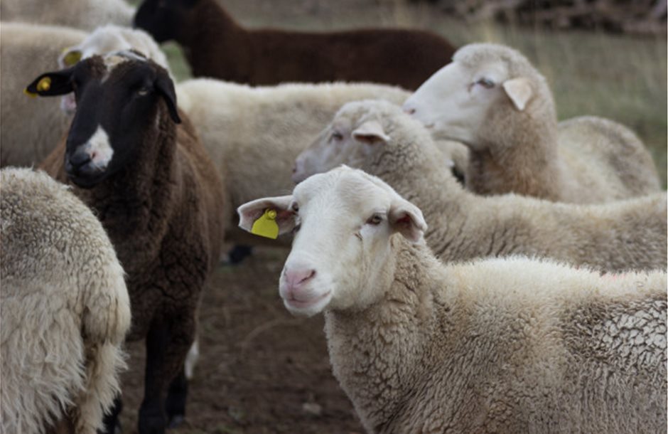 flock-sheep-field-farm-animal-husbandry-concept_137728-129