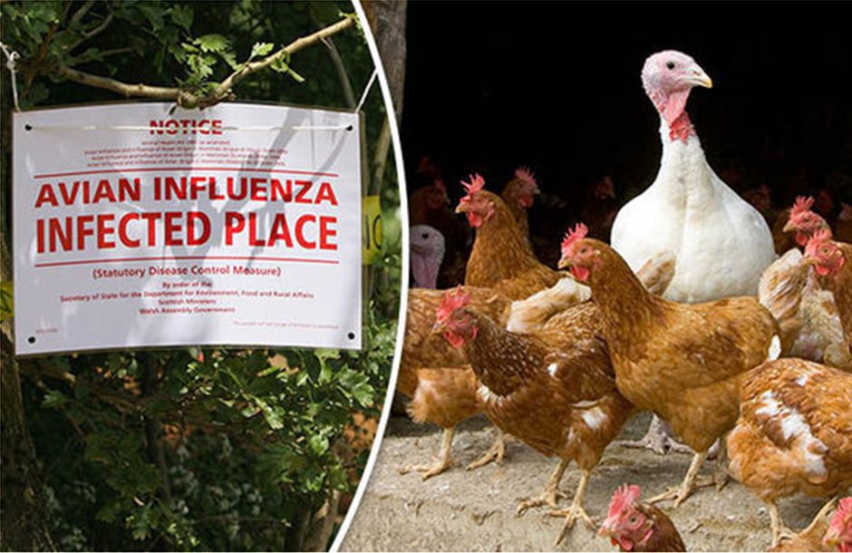 Νέα κρούσματα γρίπης των πτηνών σε Ιταλία και Ισπανία