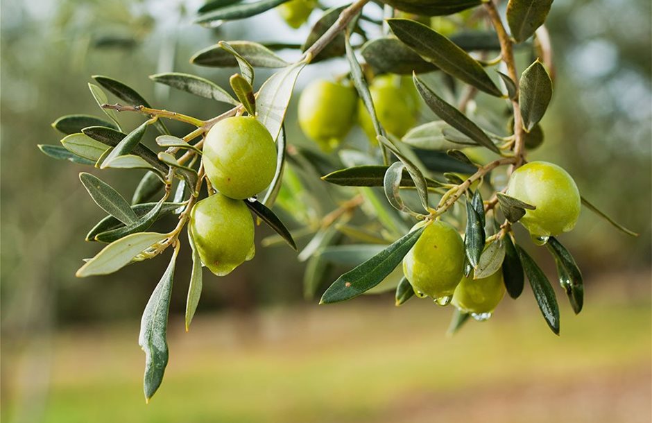 fresh-olives