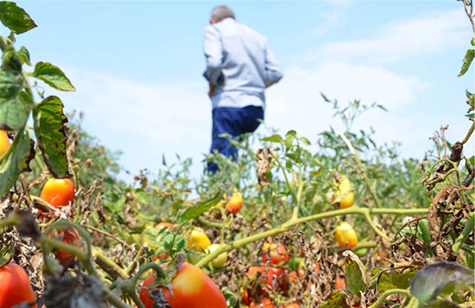 Καταστροφικός συνδυασμός σήμανε τη χειρότερη χρονιά της 20ετίας στη βιομηχανική ντομάτα