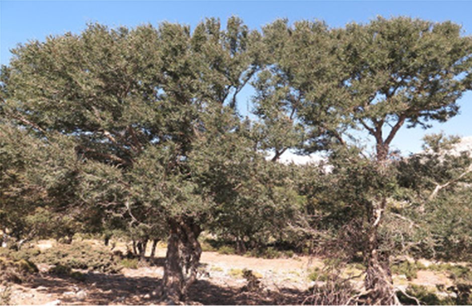 Συνάντηση για την αμπελιτσιά, το μόνο ενδημικό είδος δέντρου στην Κρήτη 