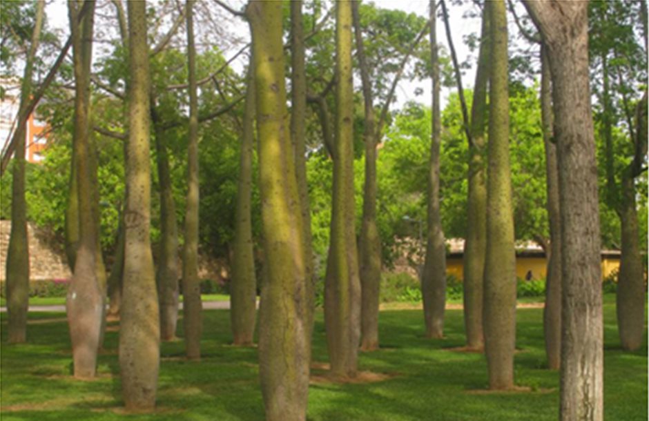 Μετρήθηκαν πάνω από 60.000 είδη δένδρων στη Γη