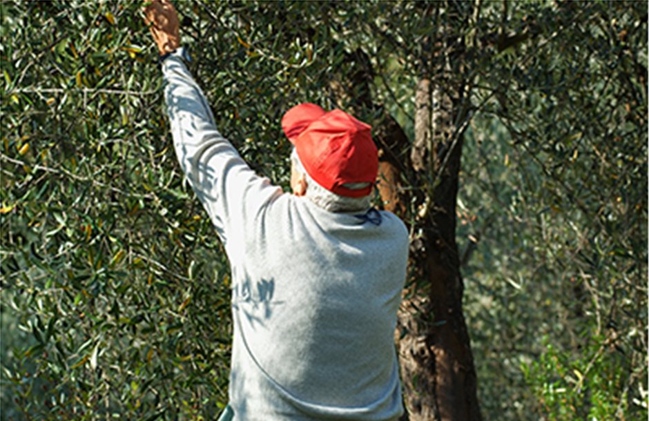Δικαιώματα «αχταρμάς» με αγρότες που είχαν δέντρα και πήραν βοσκότοπο