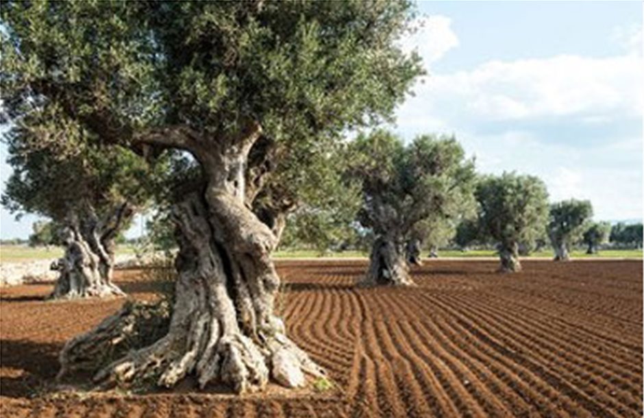 «Μετακομίζουν» 10.000 ελαιόδεντρα της Ιταλίας λόγω ΤΑΡ