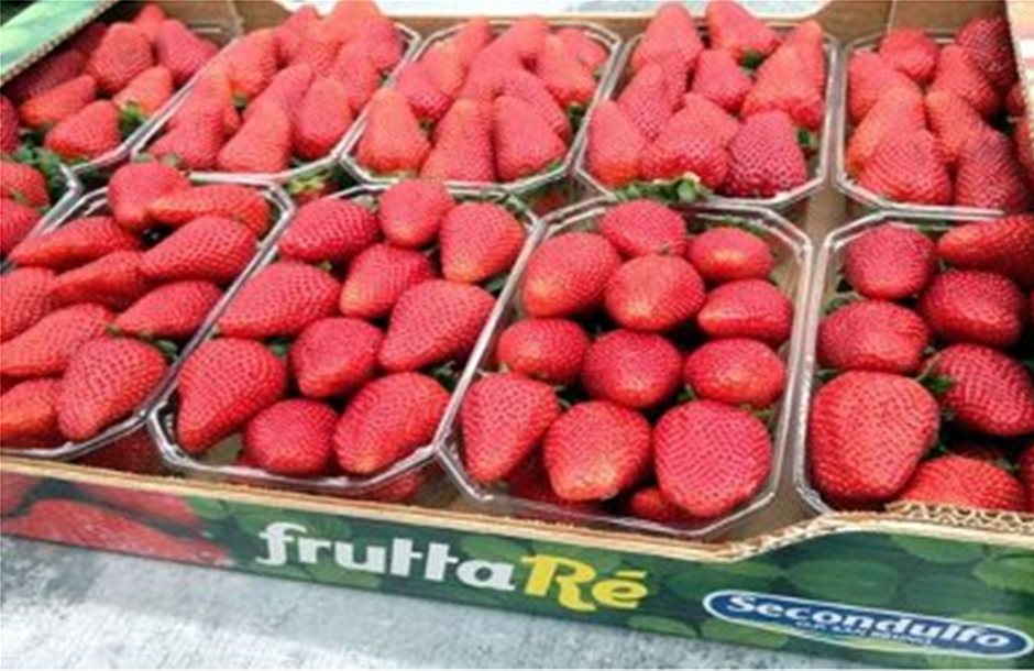 Η μικρή παραγωγή σώζει την ιταλική φράουλα 