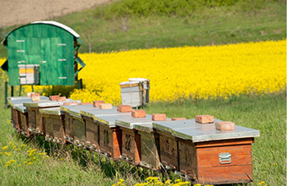 Η ενίσχυση κυψελών άνοιξε τις μελισσοκομικές δράσεις