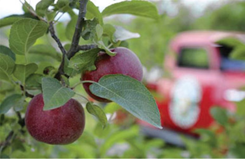 Μήλα αξίας 18,3 εκατ. αγόρασε το USDA