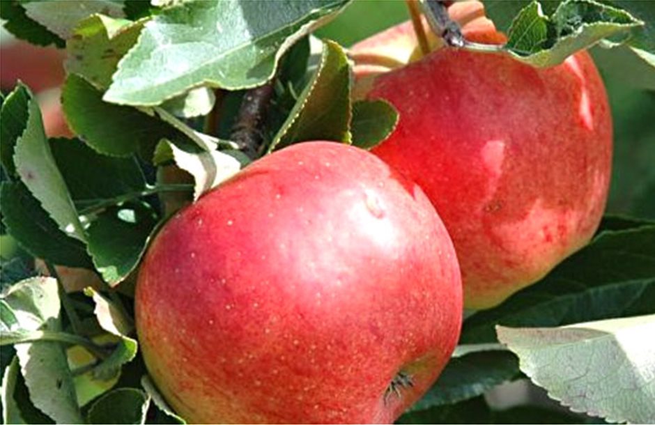 Στα σκαριά νέα Ομάδα Παραγωγών μήλων στην Πολιανή
