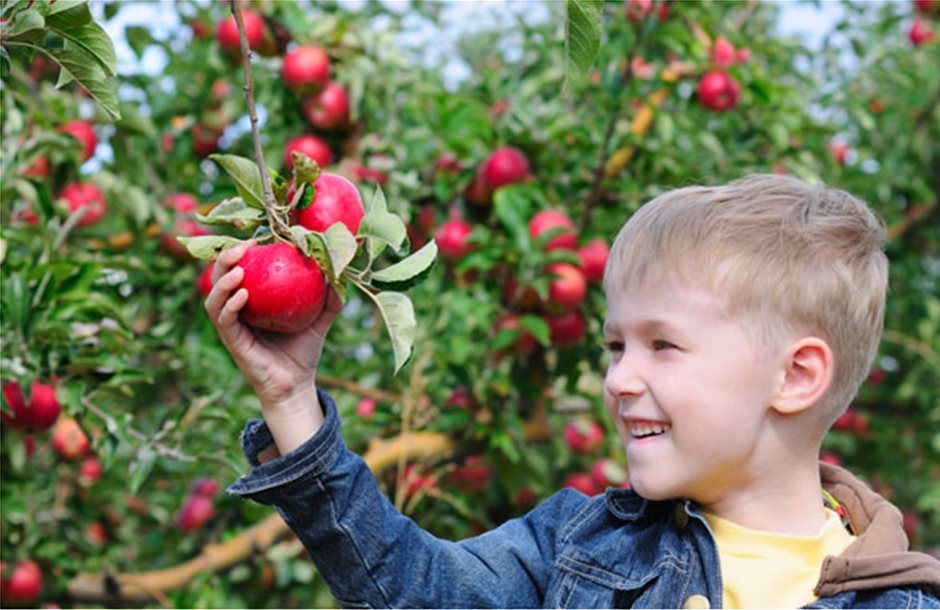 Από τις τοπικές ποικιλίες στη νέα γενιά μήλου