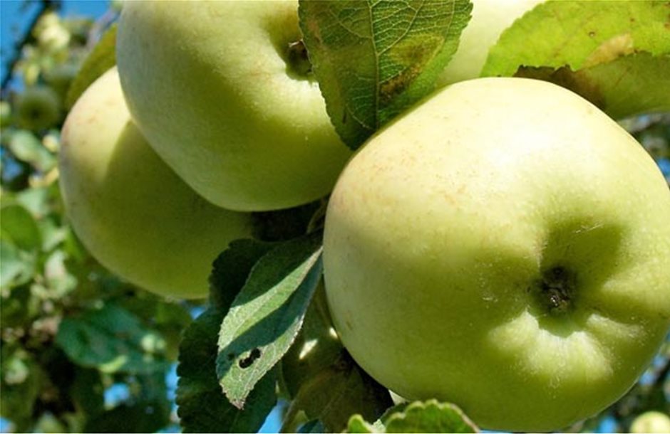 Πρόταση Αποστόλου για κοινωνική απόσυρση στα πράσινα μήλα της Αγιάς 