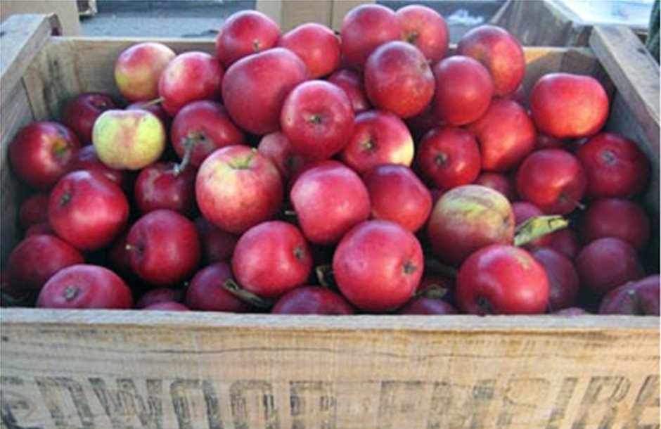 Μπλόκο στην εισαγωγή μήλων από τη Χιλή 