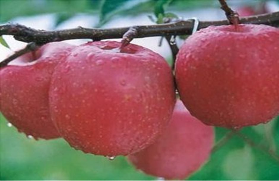 Περισσότερα τα μήλα από το νότιο ημισφαίριο