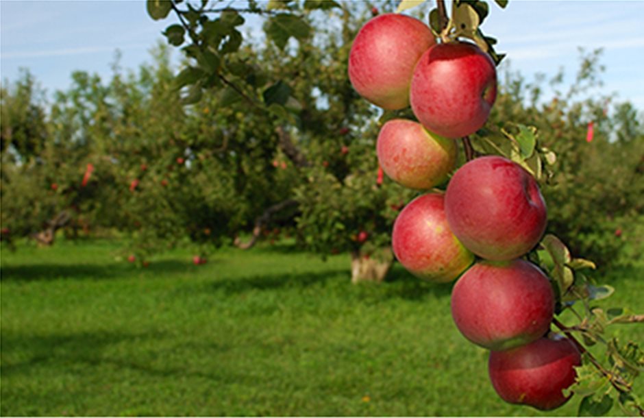 Οδηγίες για τις μηλιές και αχλαδιές της Θεσσαλονίκης
