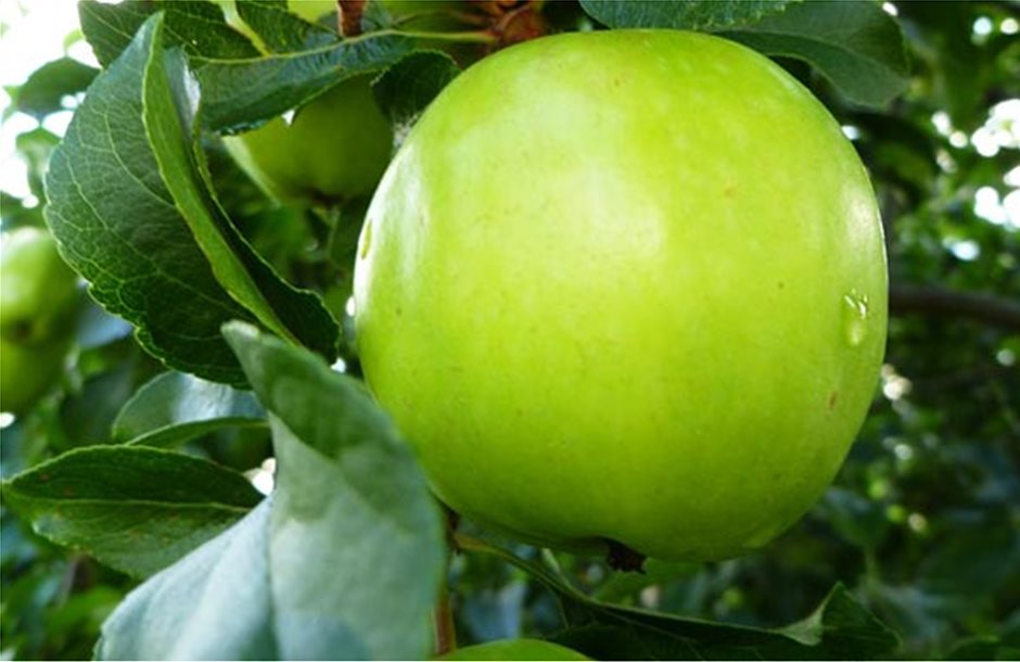 De minimis ζητούν οι παραγωγοί πράσινων μήλων Αγιάς 