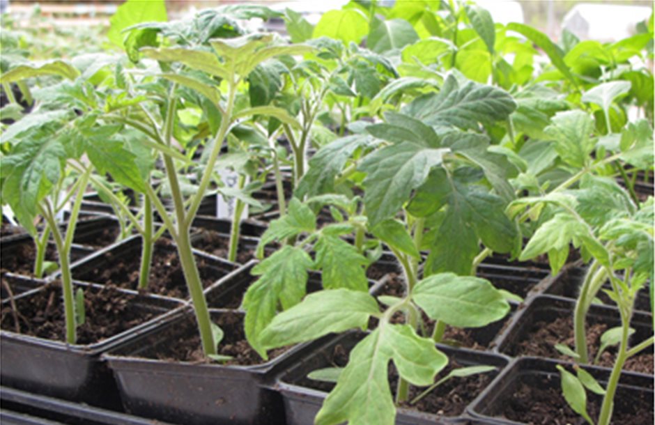Φόβοι για περονόσπορο στα φυτώρια ντομάτας της Θεσσαλίας