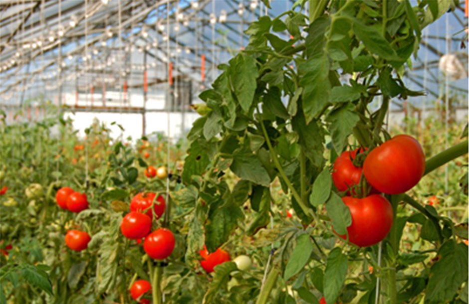 Η Tuta Absoluta απειλεί τη ντομάτα θερμοκηπίου στο Βόλο