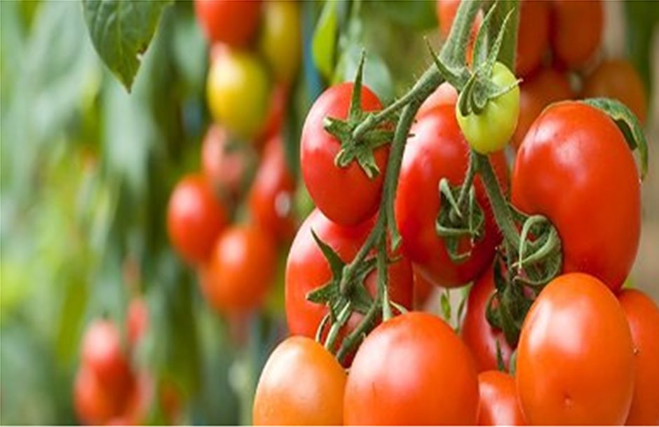 Ενίσχυση 6,3 εκατ. ευρώ μέσω ΚΑΠ για την ντομάτα της Εξτρεμαδούρα