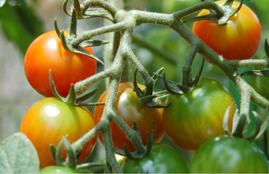 Διπλάσιες οι εξαγωγές ελληνικής ντομάτας στην Ευρώπη το 2011 