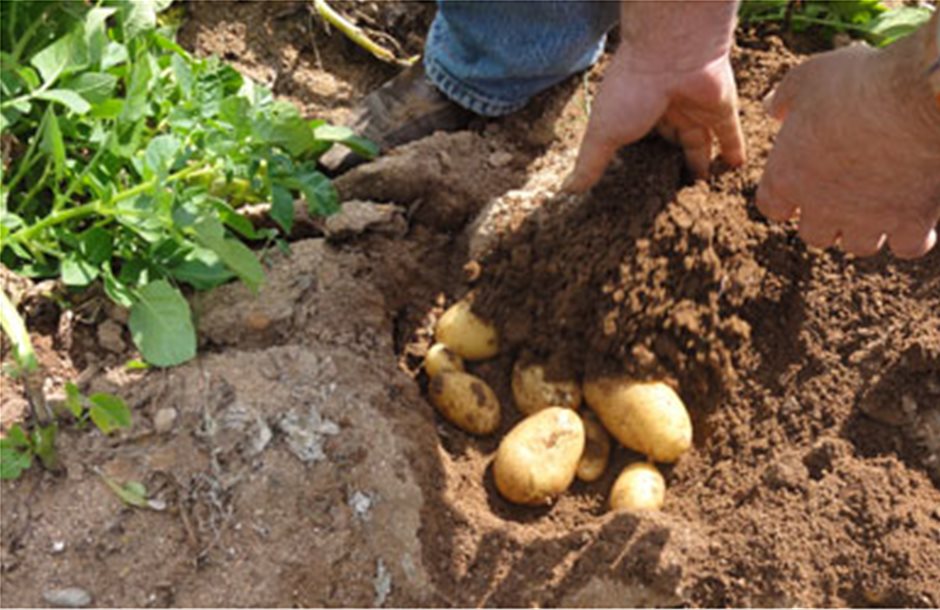 Τρώει… χώμα φέτος η πατάτα