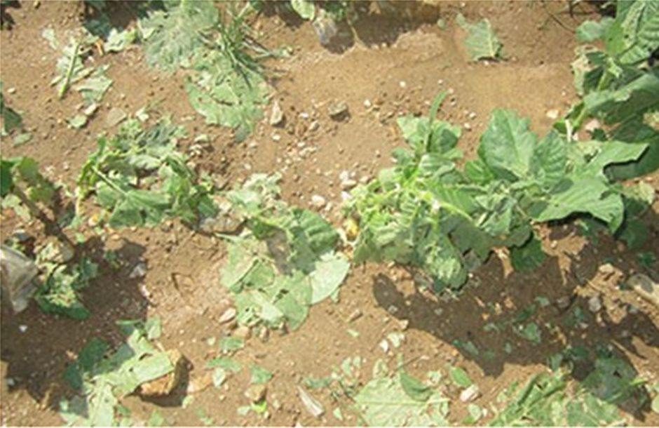 Αποζημιώσεις στις πληγείσες από χαλαζόπτωση καλλιέργειες ζητά η Πιερία