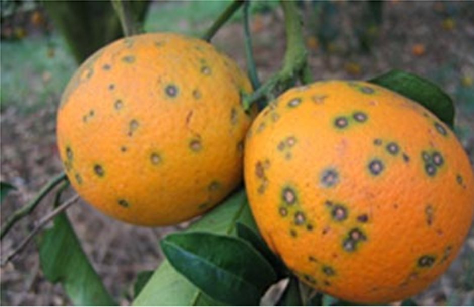 Στοπ της Κομισιόν στις εισαγωγείς πορτοκαλιών από τη Νότια Αφρική