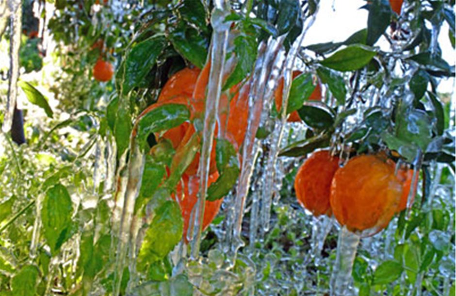 Ένας «μάρτυρας» ανά 20 πορτοκαλιές για αποζημιώσεις
