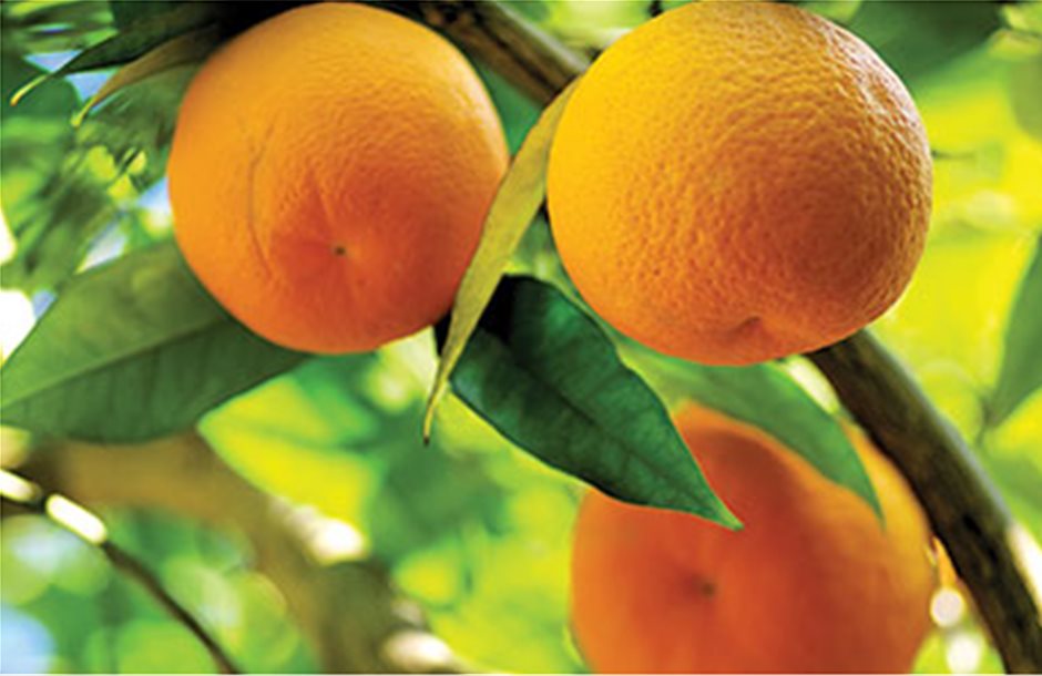 Αζύγιστα φεύγουν πάλι τα πορτοκάλια 
