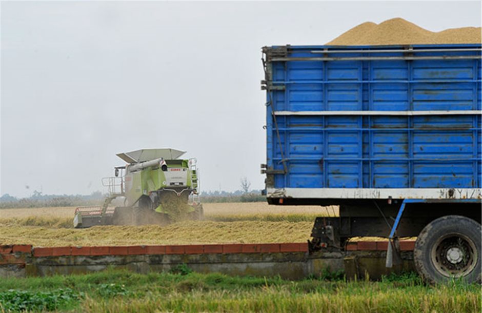 Τα σημάδια της διεθνούς αγοράς σπρώχνουν το ρύζι σε υψηλότερα επίπεδα τιμών φέτος