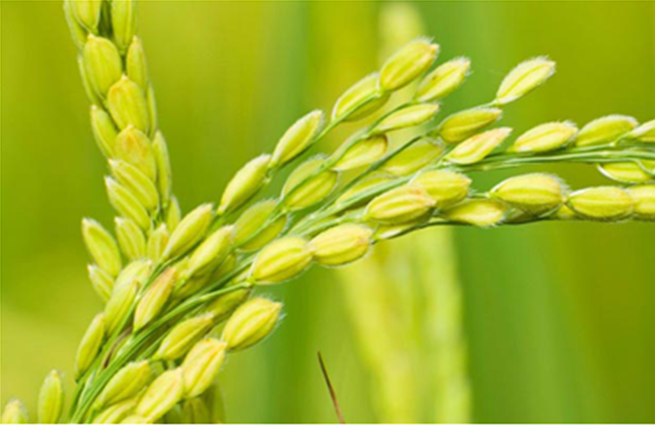Ρύζι «χαμηλού μεθανίου» δημιούργησαν επιστήμονες 