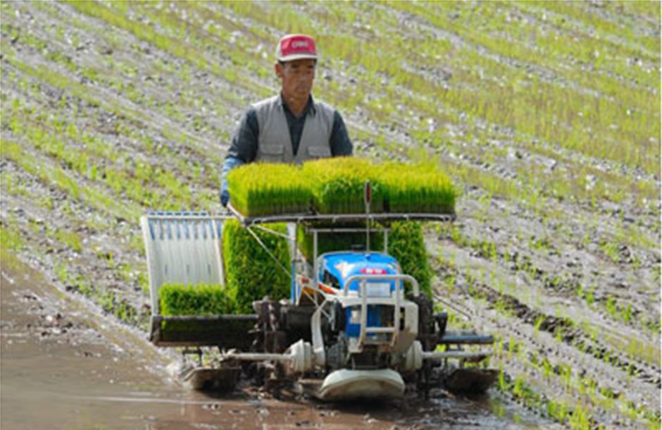Ζητείται νέα παράταση ως 31 Μαΐου για συνδεδεμένη ρυζιού