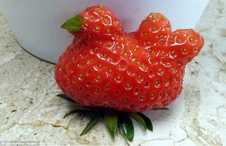 Φράουλα σε σχήμα… κοτόπουλου σε φάρμα στη Βρετανία 