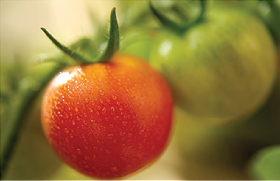 Τεστάρουν νέα υβρίδια στη θερμοκηπιακή ντομάτα 