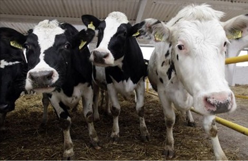 Άτυπο κρούσμα «τρελών αγελάδων» στην Ισπανία