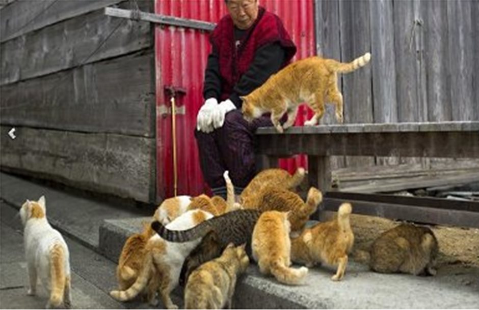 «Πλημμύρισε» από γάτες το νησί Αοσίμα της Ιαπωνίας