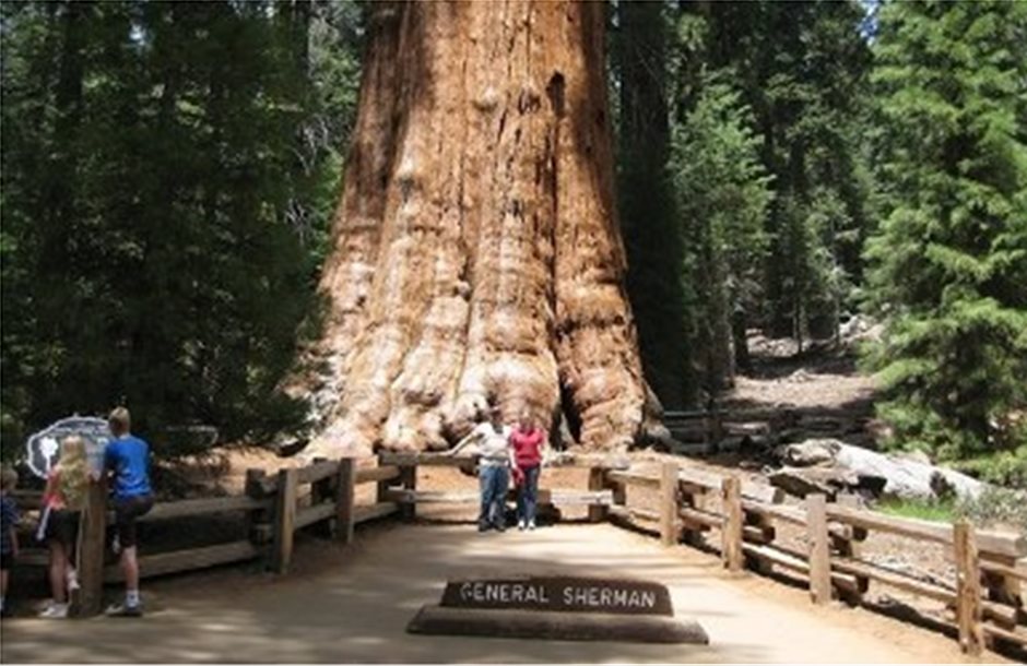 Το μεγαλύτερο δέντρο του κόσμου βρίσκεται στο Giant Forest