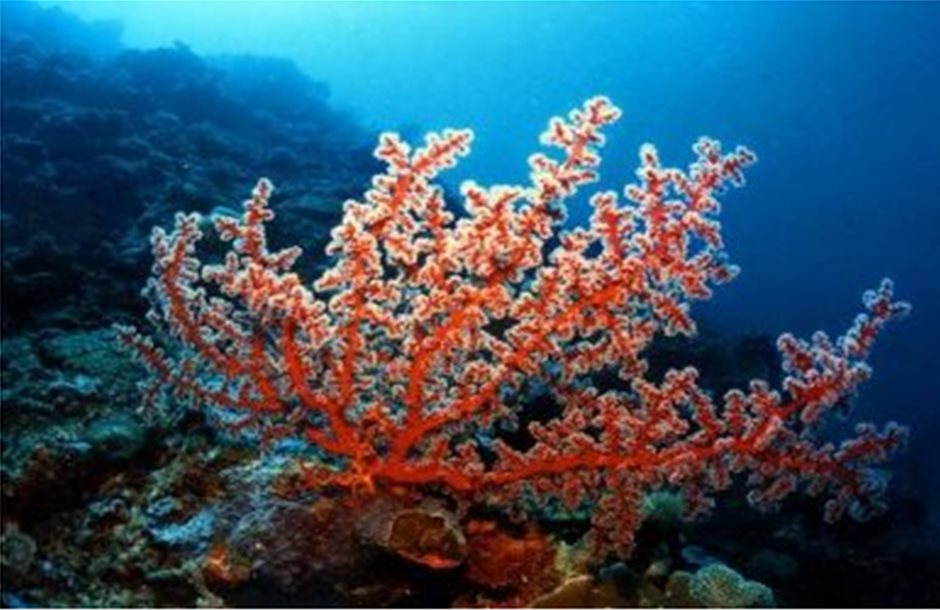 Μεσόγειος SOS:Οι τράτες απειλούν τα κοράλλια