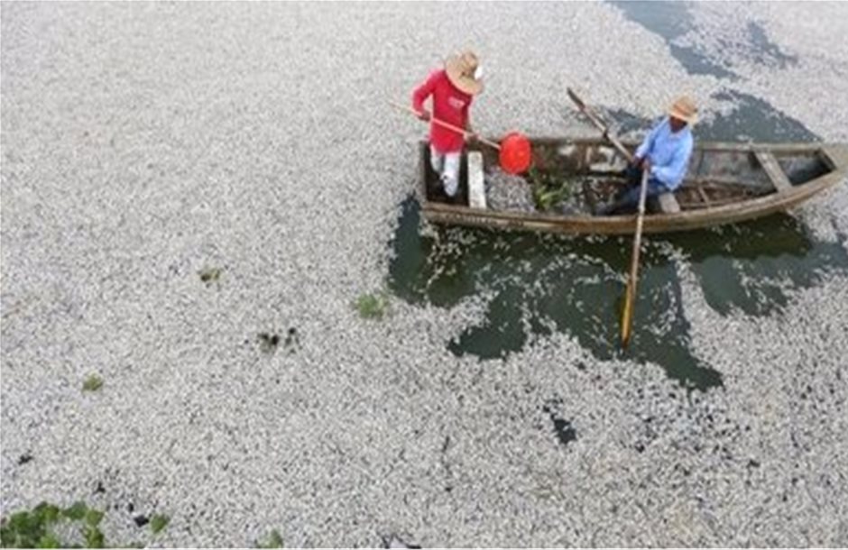 Τουλάχιστον 48 τόνοι νεκρών ψαριών στη λίμνη Καχιτιτλάν στο Μεξικό