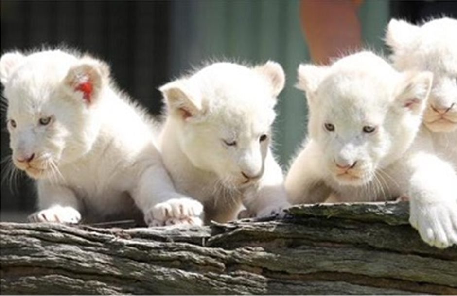 Τέσσερα λευκά λιονταράκια γεννήθηκαν σε ζωολογικό κήπο της Πολωνίας
