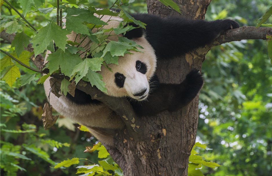giant-panda-tree