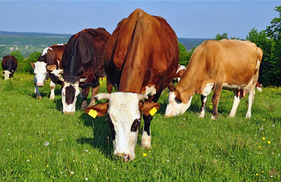 grazing-cows
