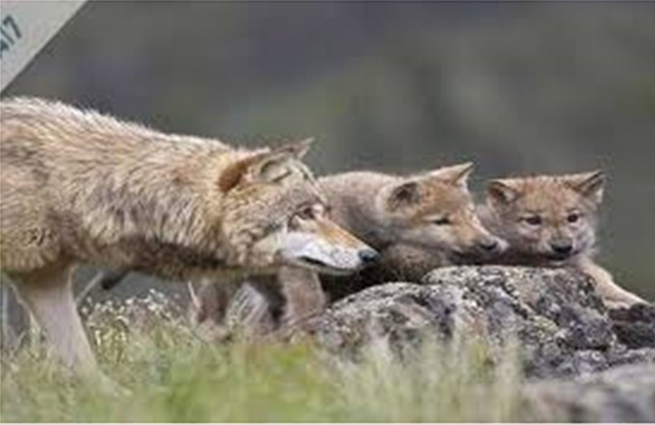 Σε απόγνωση οι κτηνοτρόφοι της Ορεινής Τριχωνίδας από τις επιθέσεις των λύκων