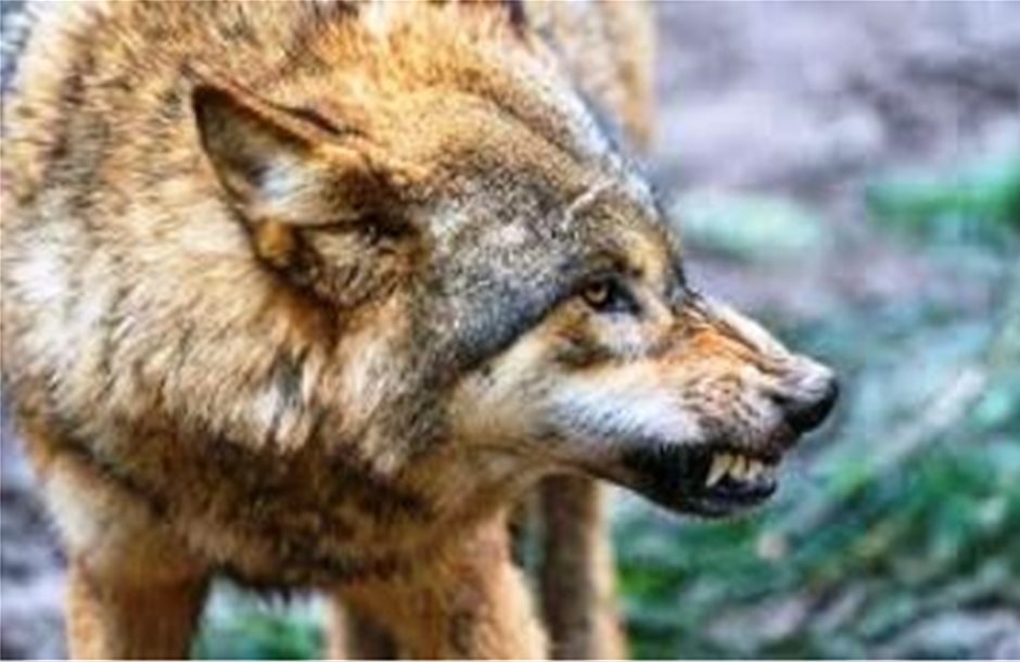 Ξεκληρίζουν κτηνοτροφικές μονάδες οι λύκοι στην Ήπειρο
