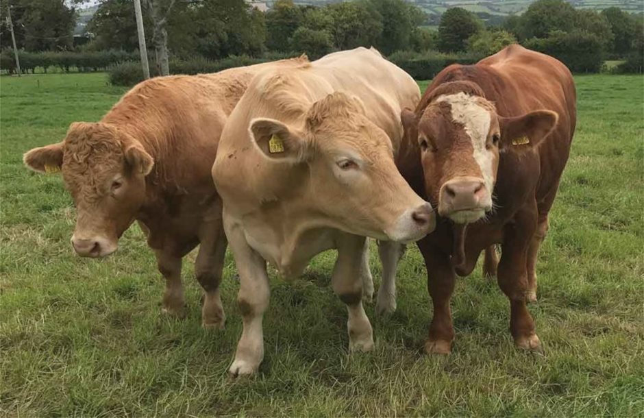 irish-beef-cows