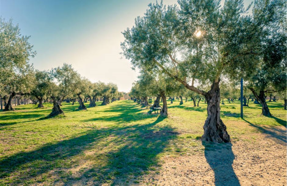 istockphoto-1291912252-612x612