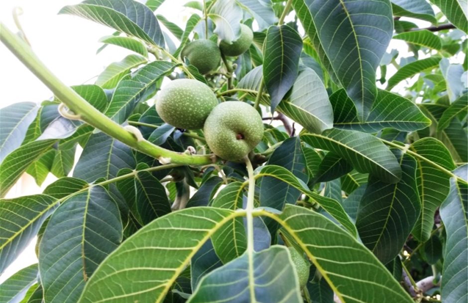 karidi