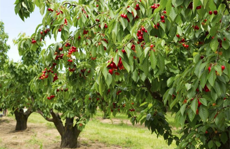kerasia-cherry-tsesmelis-fytorio-758x520