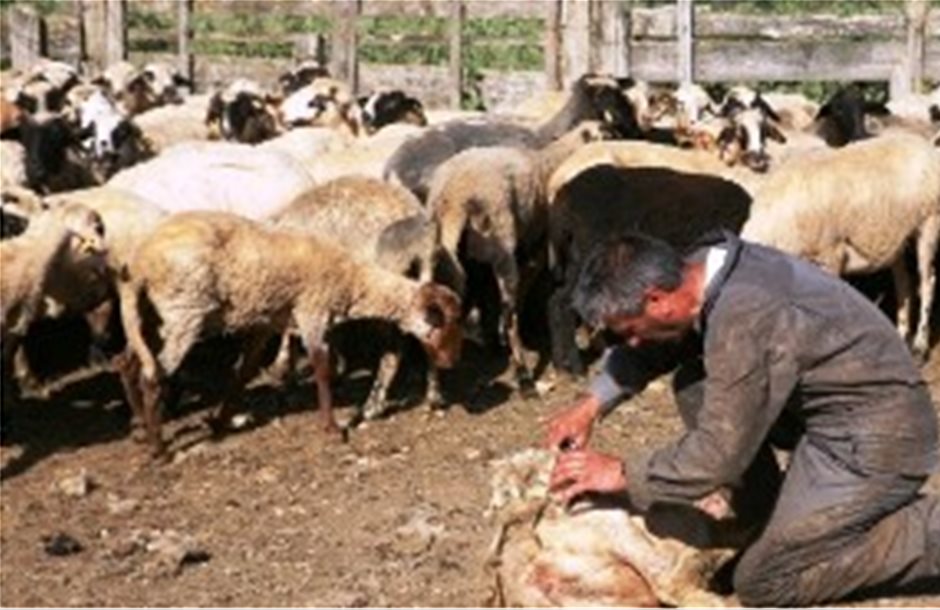 Κοψοχρονιά πωλούν το μαλλί των προβάτων οι κτηνοτρόφοι