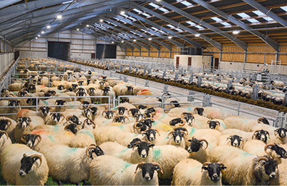 Επένδυση 1 εκατ. ευρώ σε στάβλο προβατοτροφίας
