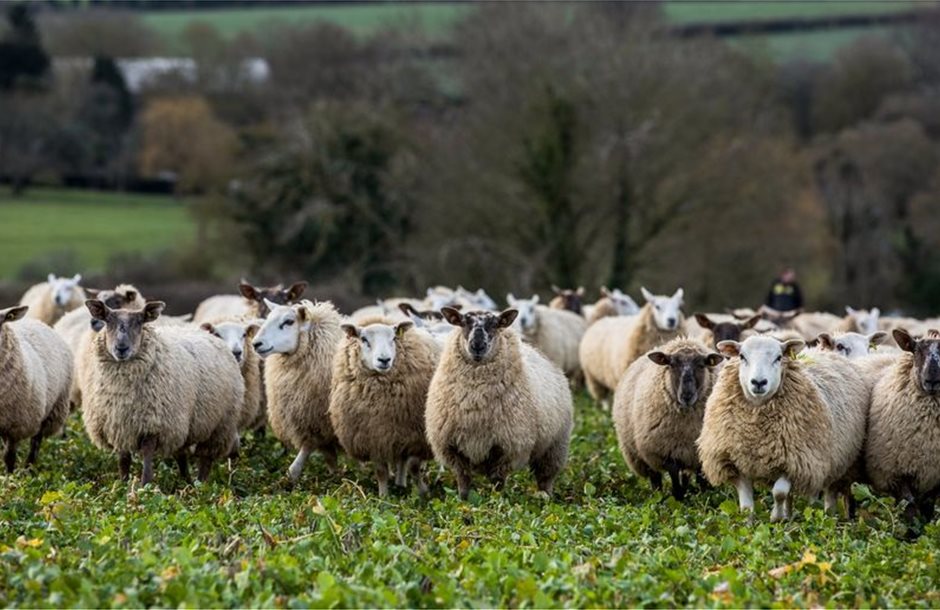 lambs1